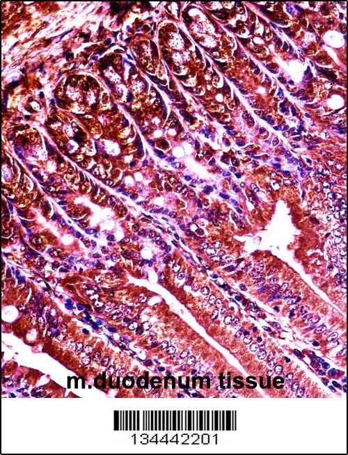 Abl1 Antibody