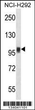 NFATC1 Antibody