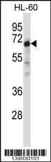 NRBP1 Antibody
