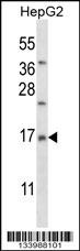MRPL33 Antibody