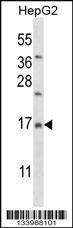 RM33 Antibody