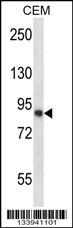 CAPN11 Antibody