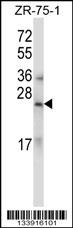 RLN1/RLN2 Antibody