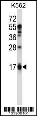 EDN2 Antibody