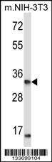 XPA Antibody