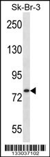 ARHGAP24 Antibody