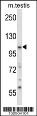 SNX14 Antibody