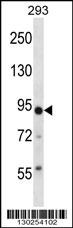 TRIM36 Antibody