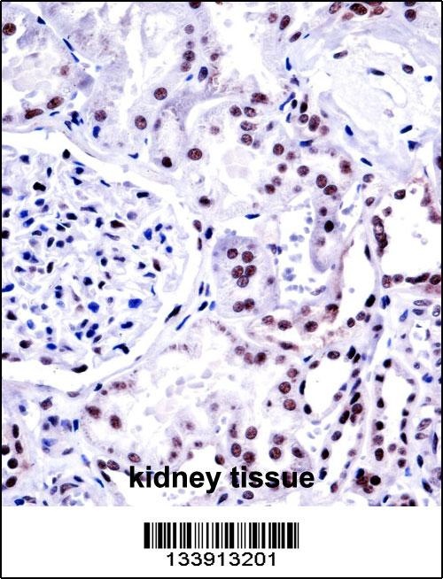 NONO Antibody