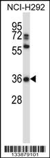 NAPSA Antibody