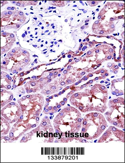 NAPSA Antibody