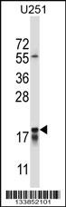 CTAG2 Antibody