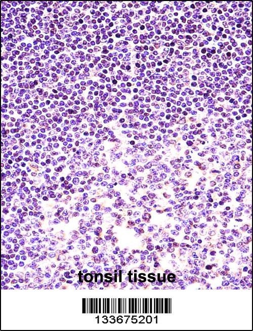 H2AFX Antibody