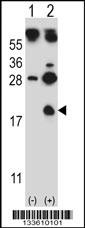 HBG1 Antibody