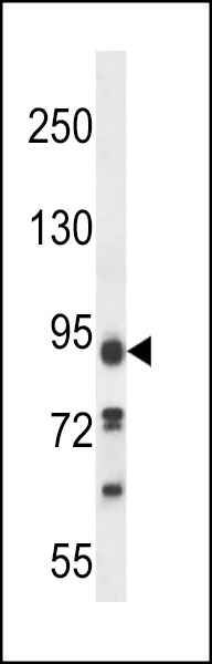 KIAA1274 Antibody