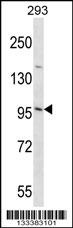 EMILIN3 Antibody