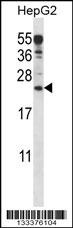 ANKRD22 Antibody