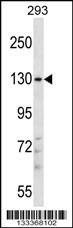 PITPNM2 Antibody