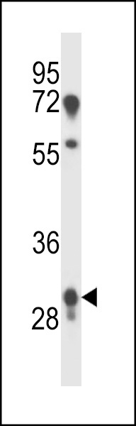 PRR18 Antibody