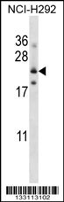 FOLR3 Antibody