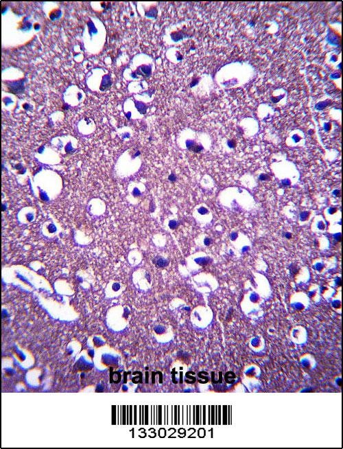 PCDHGA3 Antibody