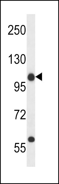 PCNXL4 Antibody