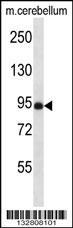 NSMAF Antibody