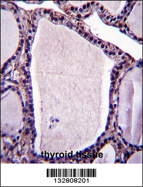 NSMAF Antibody