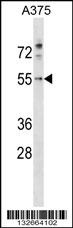 PDCD7 Antibody