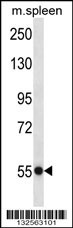 USP40 Antibody