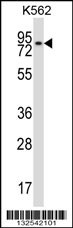 REC8 Antibody