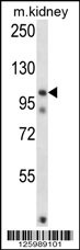 FSTL5 Antibody