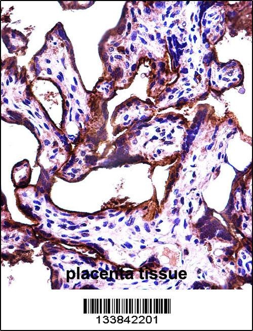 ALPPL2 Antibody