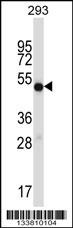 IMPDH1 Antibody