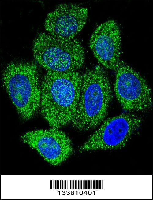 IMPDH1 Antibody
