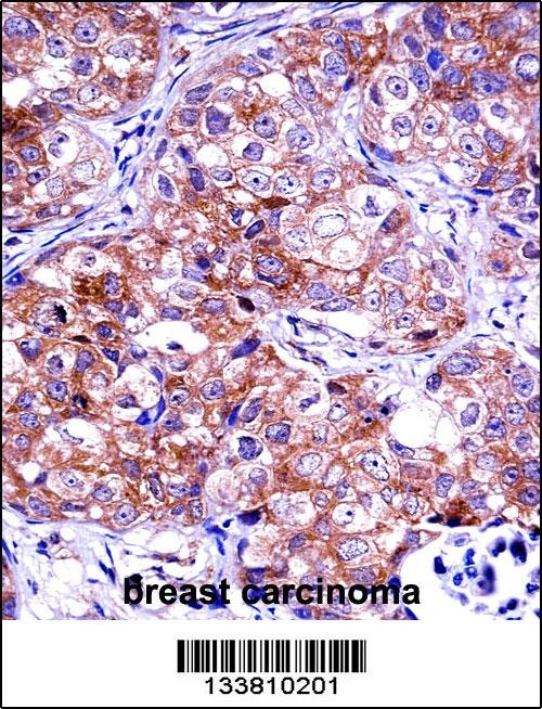 IMPDH1 Antibody