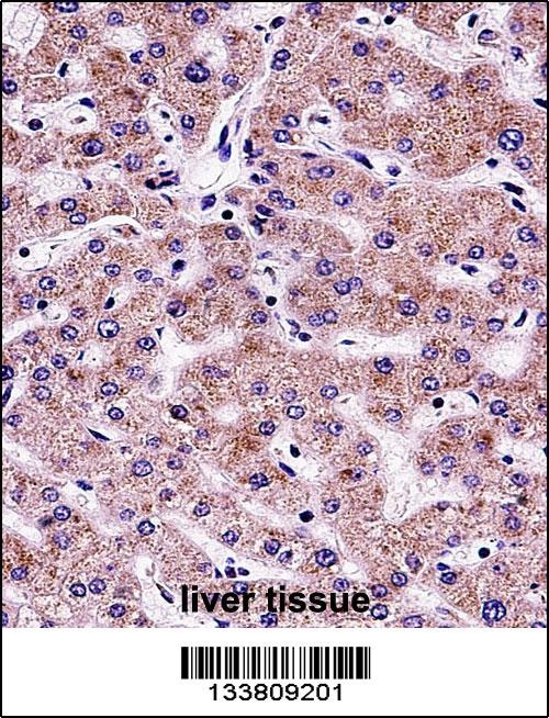 SYT6 Antibody