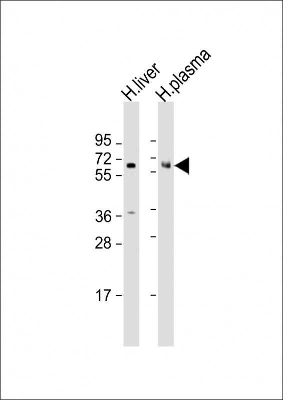 PROC Antibody