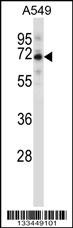 SPDL1 Antibody