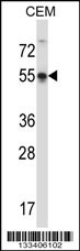 POU3F3 Antibody