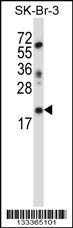 LIN52 Antibody