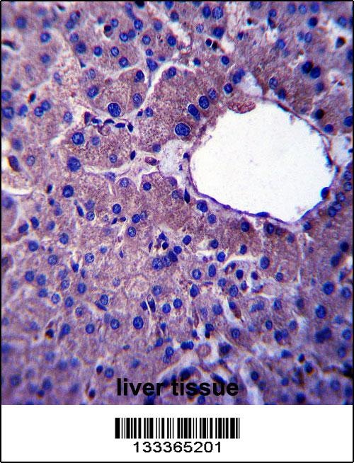 LIN52 Antibody