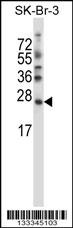 SDF2L1 Antibody