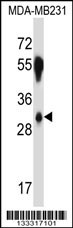 SRSF8 Antibody