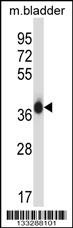 EIF2S1 Antibody