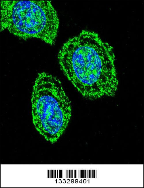 EIF2S1 Antibody
