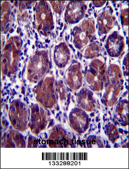 EIF2S1 Antibody