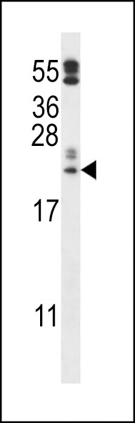 FAM213A Antibody