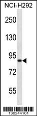 ANKS1B Antibody