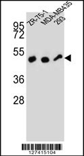 ZFP30 Antibody